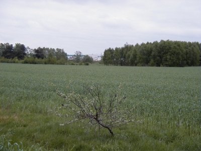 Im weiÃŸen Gras
Keywords: Dietzenbach Rundgang Spaziergang FrÃ¼hling Im weiÃŸen Gras