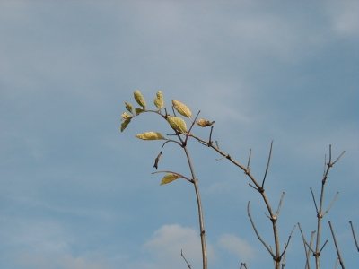 FeldstraÃŸe
Keywords: Dietzenbach Rundgang Spaziergang Herbst FeldstraÃŸe