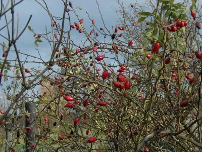 FeldstraÃŸe
Keywords: Dietzenbach Rundgang Spaziergang Herbst FeldstraÃŸe