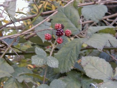 Kreisquerverbindung
Keywords: Dietzenbach Rundgang Spaziergang Herbst Kreisquerverbindung