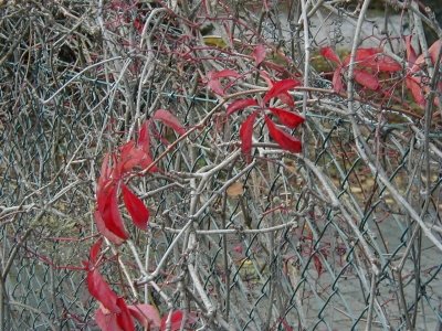 Kreisquerverbindung
Keywords: Dietzenbach Rundgang Spaziergang Herbst Kreisquerverbindung