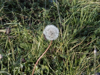 Schafwiese
Keywords: Dietzenbach Rundgang Spaziergang Herbst Schafwiese