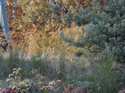 Schafwiese
Keywords: Dietzenbach Rundgang Spaziergang Herbst Schafwiese