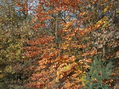 Schafwiese
Keywords: Dietzenbach Rundgang Spaziergang Herbst Schafwiese