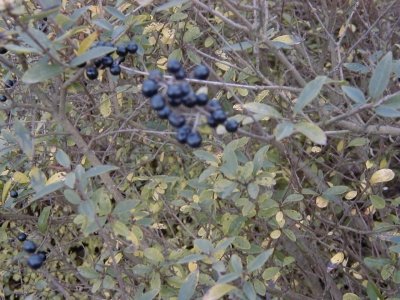 Gewerbegebiet Steinberg
Keywords: Dietzenbach Rundgang Spaziergang Herbst Gewerbegebiet Steinberg