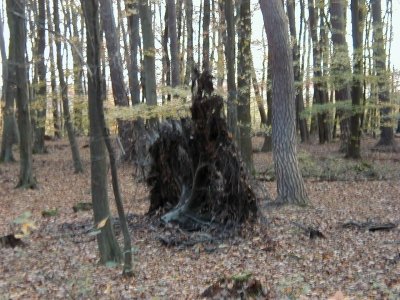 Steinberg
Keywords: Dietzenbach Rundgang Spaziergang Herbst Steinberg