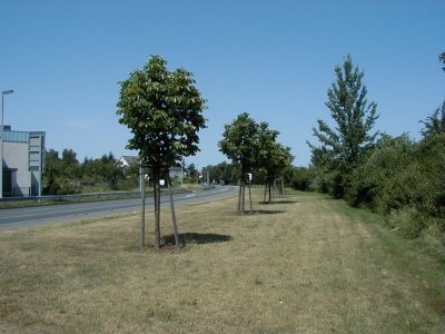 Frankfurter StraÃŸe
Keywords: Dietzenbach Rundgang Spaziergang Sommer Frankfurter StraÃŸe