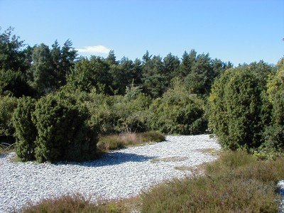 Keywords: Ostsee KÃ¼ste Insel RÃ¼gen Feuersteinfelder