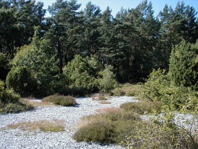 Keywords: Ostsee KÃ¼ste Insel RÃ¼gen Feuersteinfelder