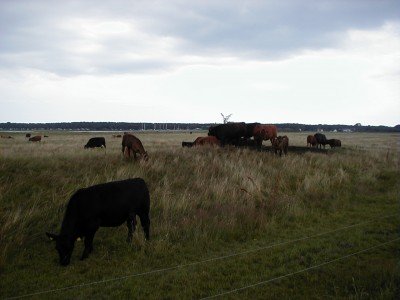 Keywords: Ostsee KÃ¼ste Insel RÃ¼gen Thiessow