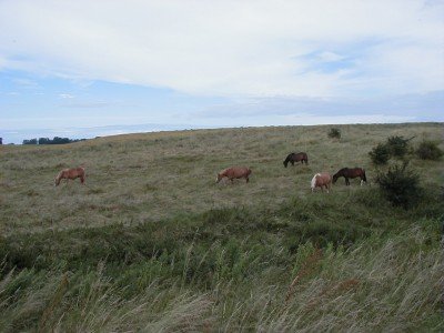 Keywords: Ostsee KÃ¼ste Insel RÃ¼gen Vitt