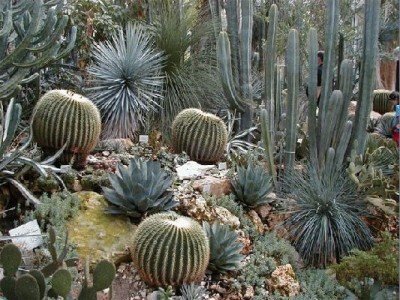 Keywords: Frankfurt Main Palmengarten Pflanzen Blumen Pflanze Blume