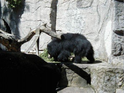 Keywords: Frankfurt Main Ostend Zoo Tiergarten Tiere Tier Pflanzen Blumen Pflanze Blume